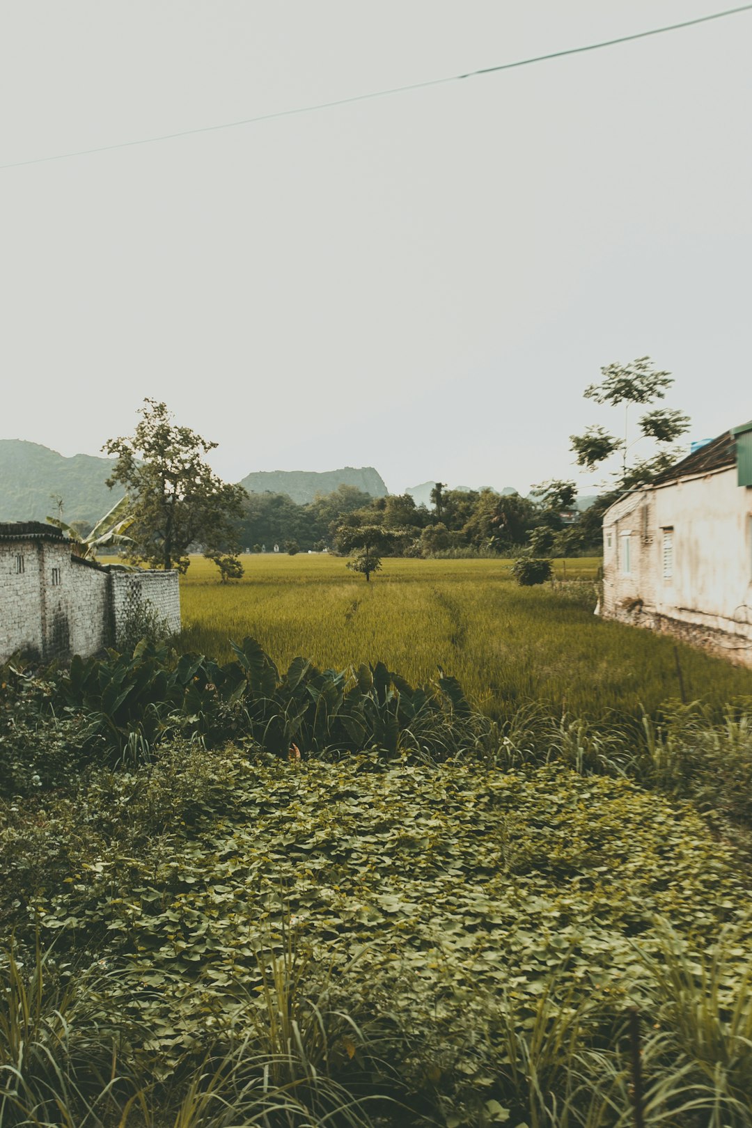 Green rice fields near homes in Hanoi, Vietnam