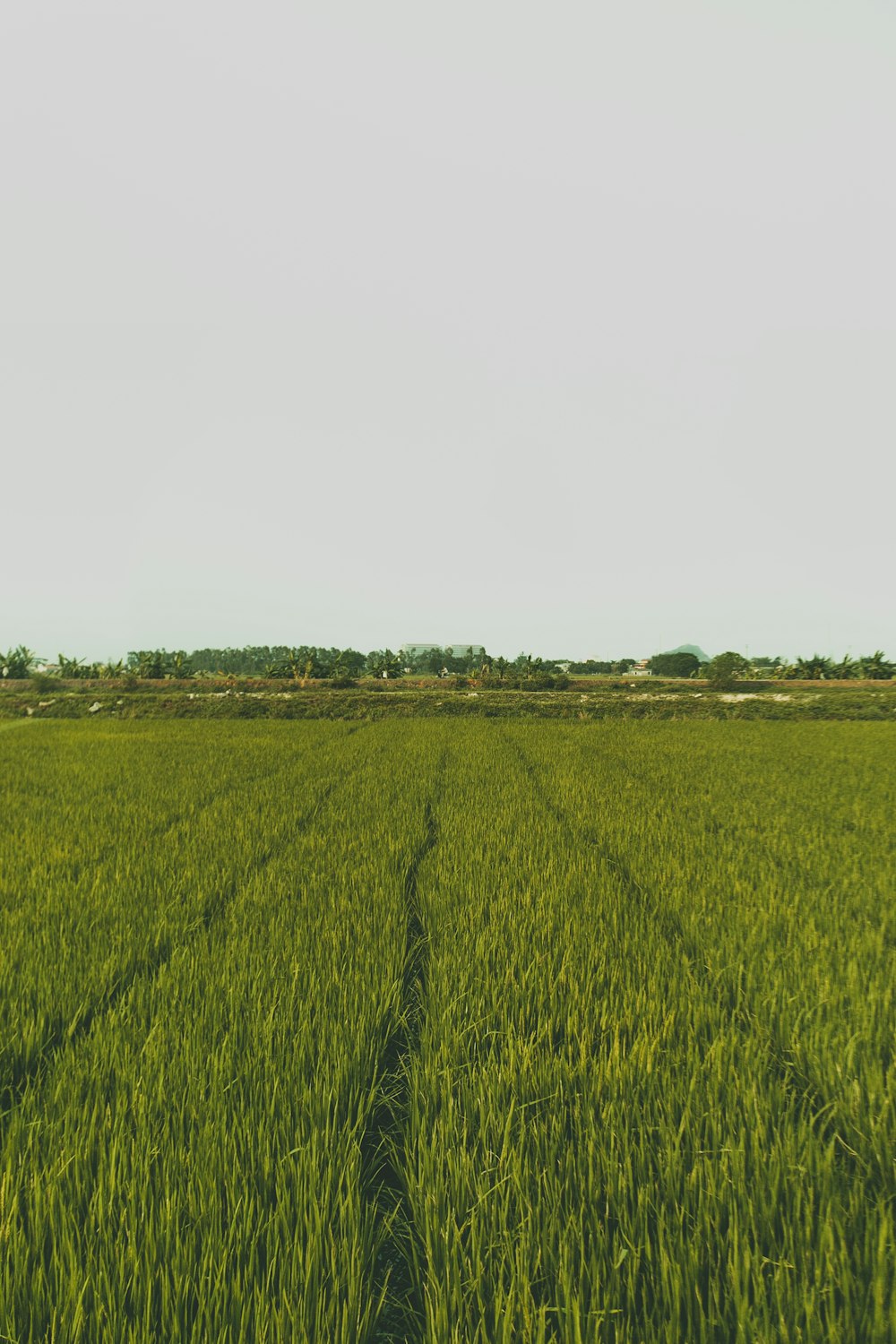 green grass field under white sky during daytime