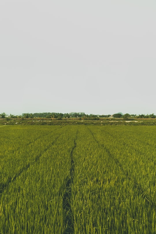 green grass field under white sky during daytime in Bích Động Vietnam