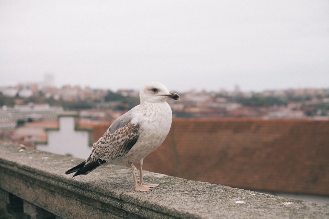 Wildlife photo spot Porto Aveiro