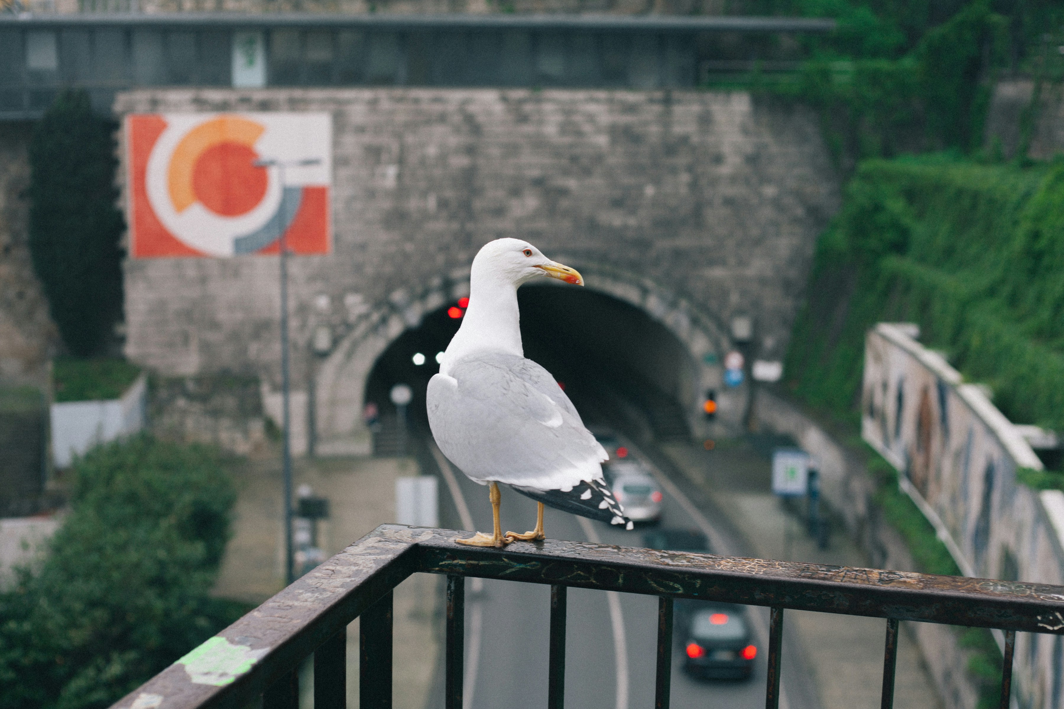 white bird on black metal fence during daytime