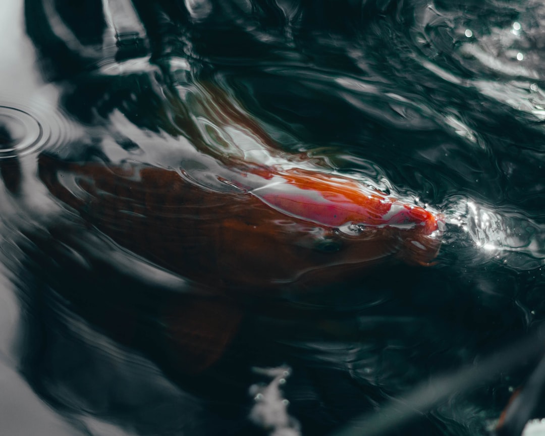 orange koi fish in water