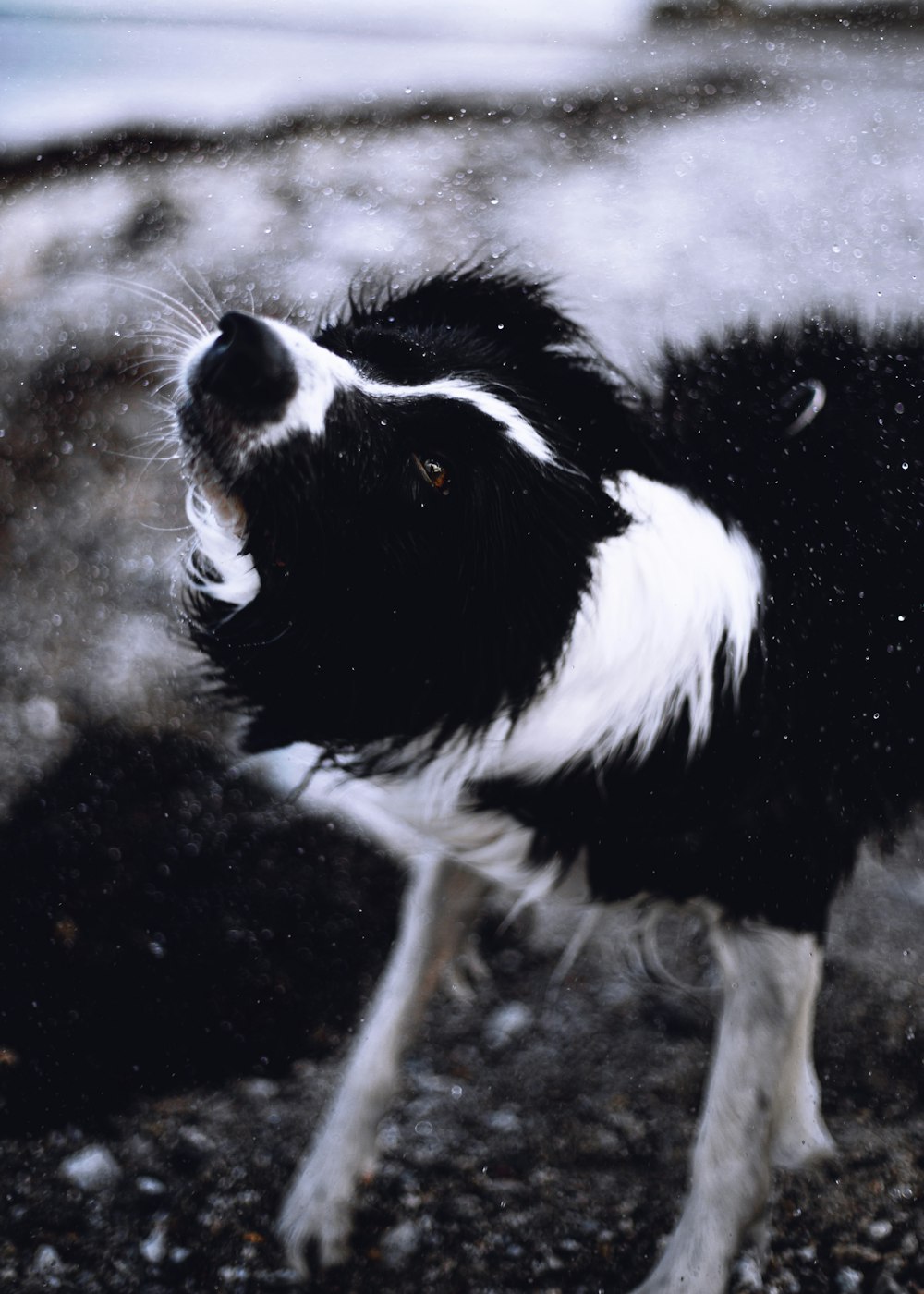 black and white border collie mix