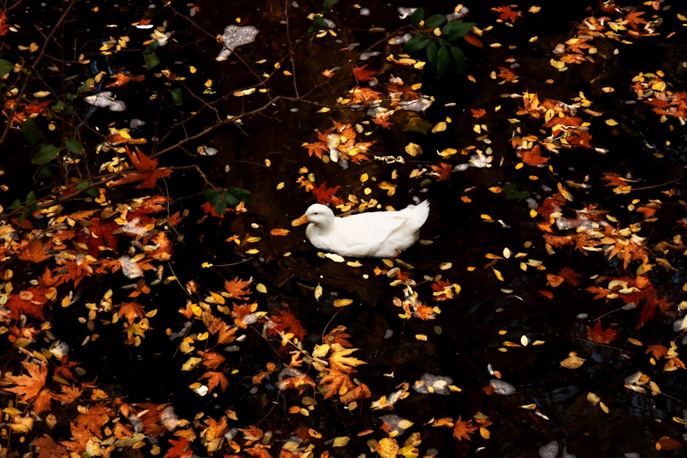 white duck on brown dried leaves