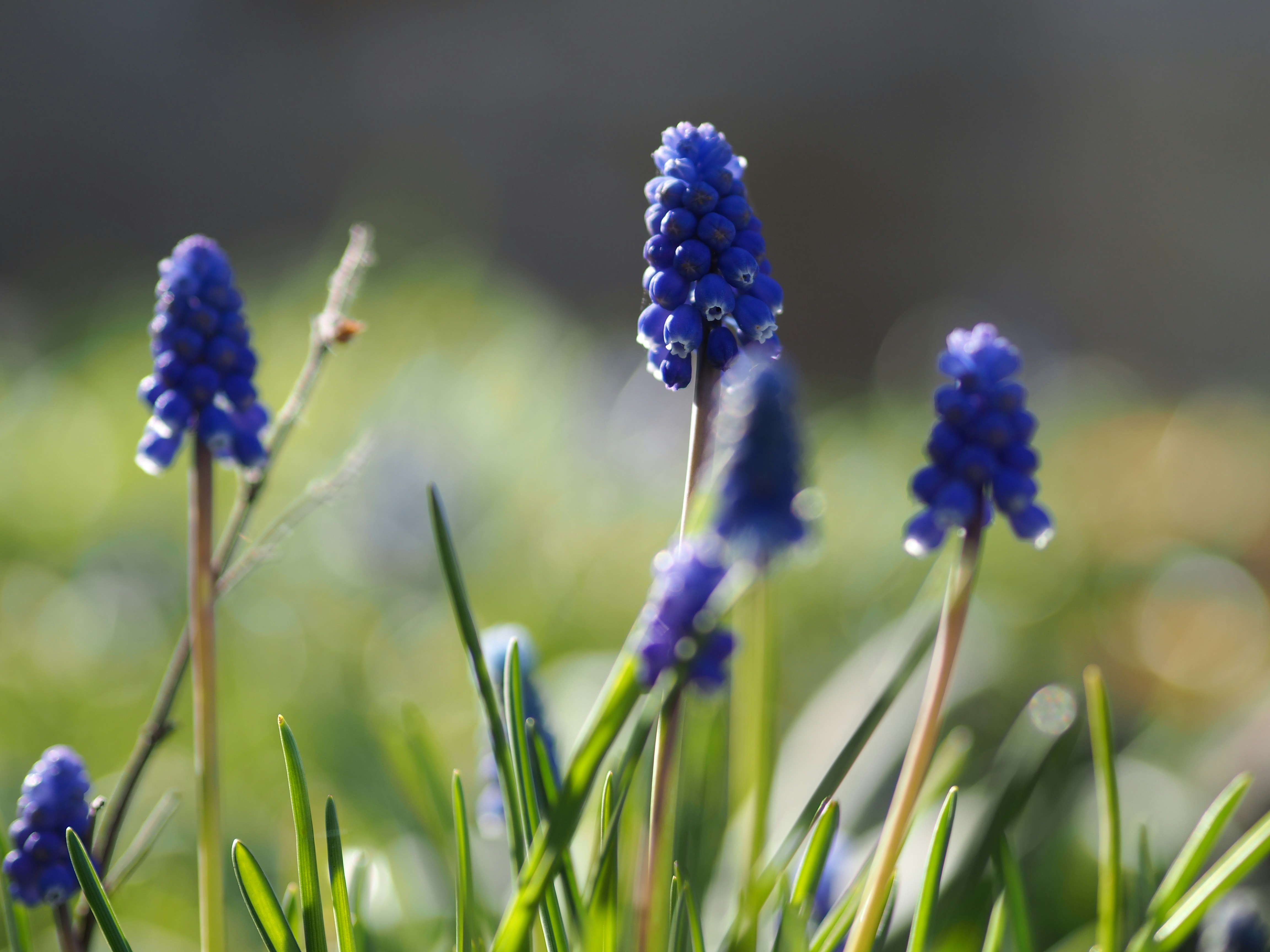 Photo by isabelnoschka