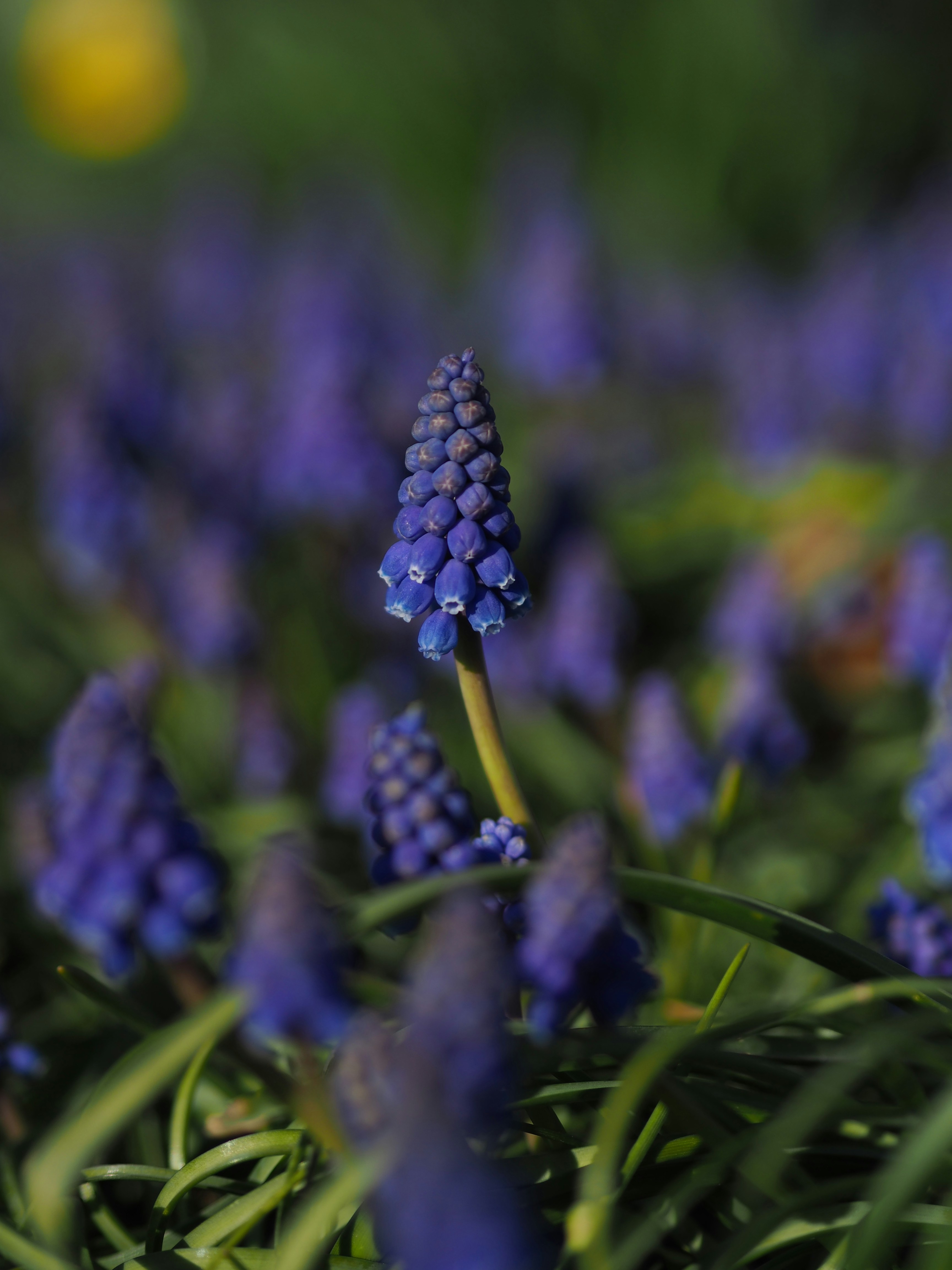 Photo by isabelnoschka