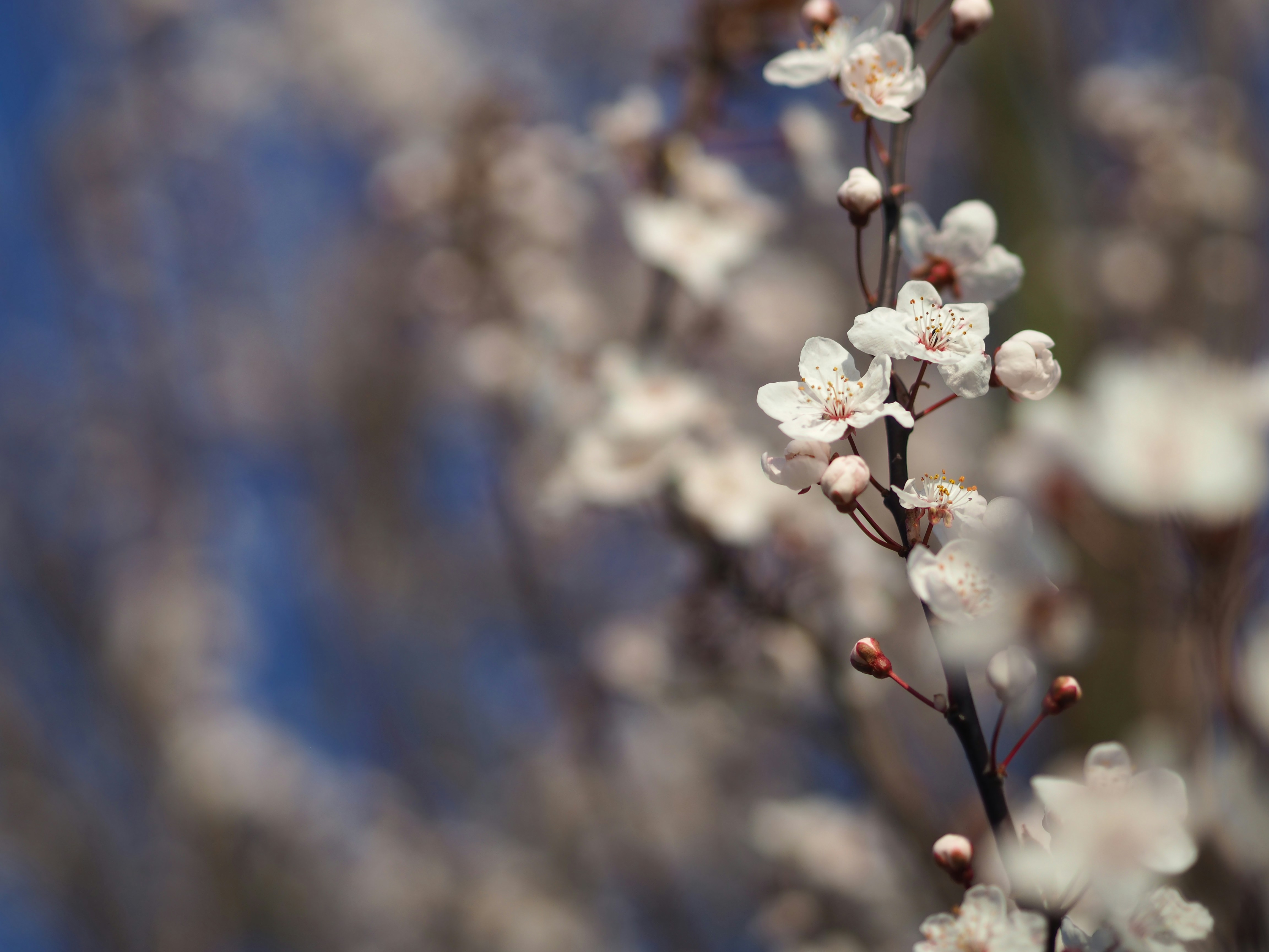 Photo by isabelnoschka