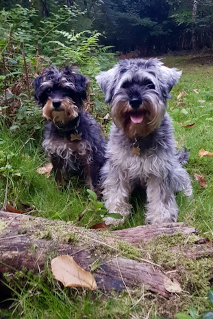 Two small terriers exploring a shaded forest trail near Canis'air hotel