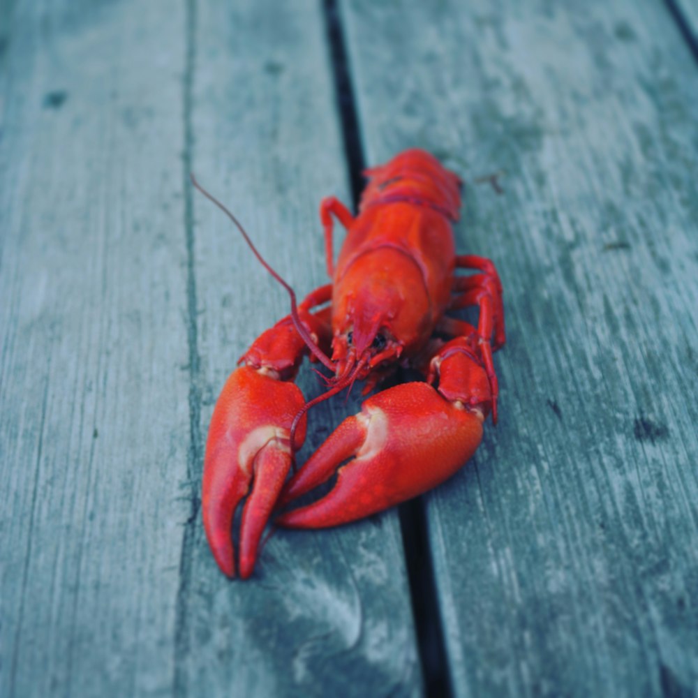 homard rouge sur surface en bois gris