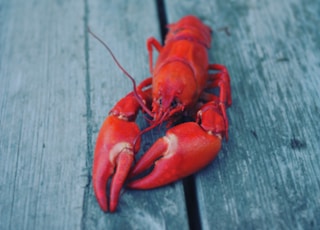 red lobster on grey wooden surface
