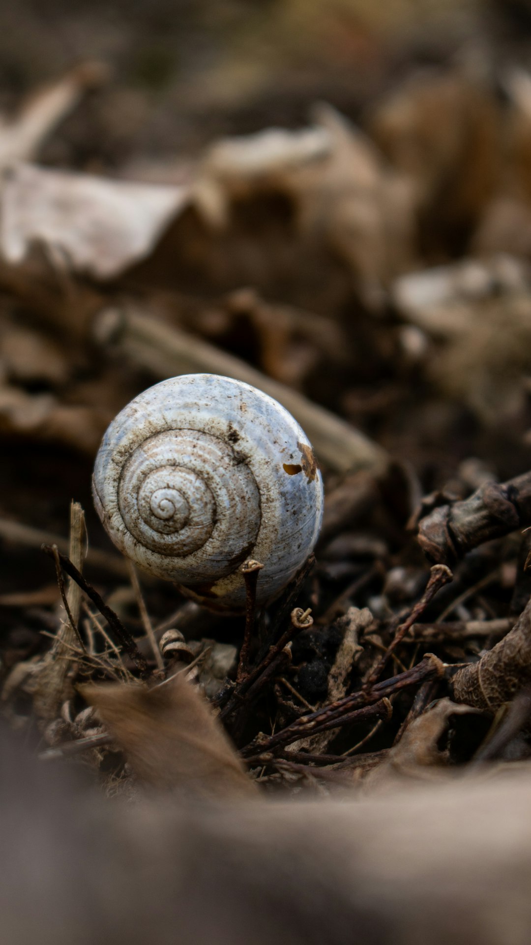 white and gray snail on brown dried leaves