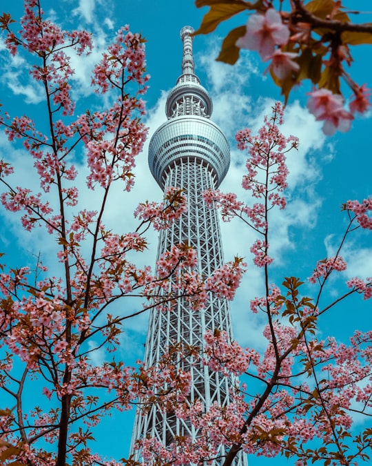white and black tower under blue sky in Tokyo Skytree Japan