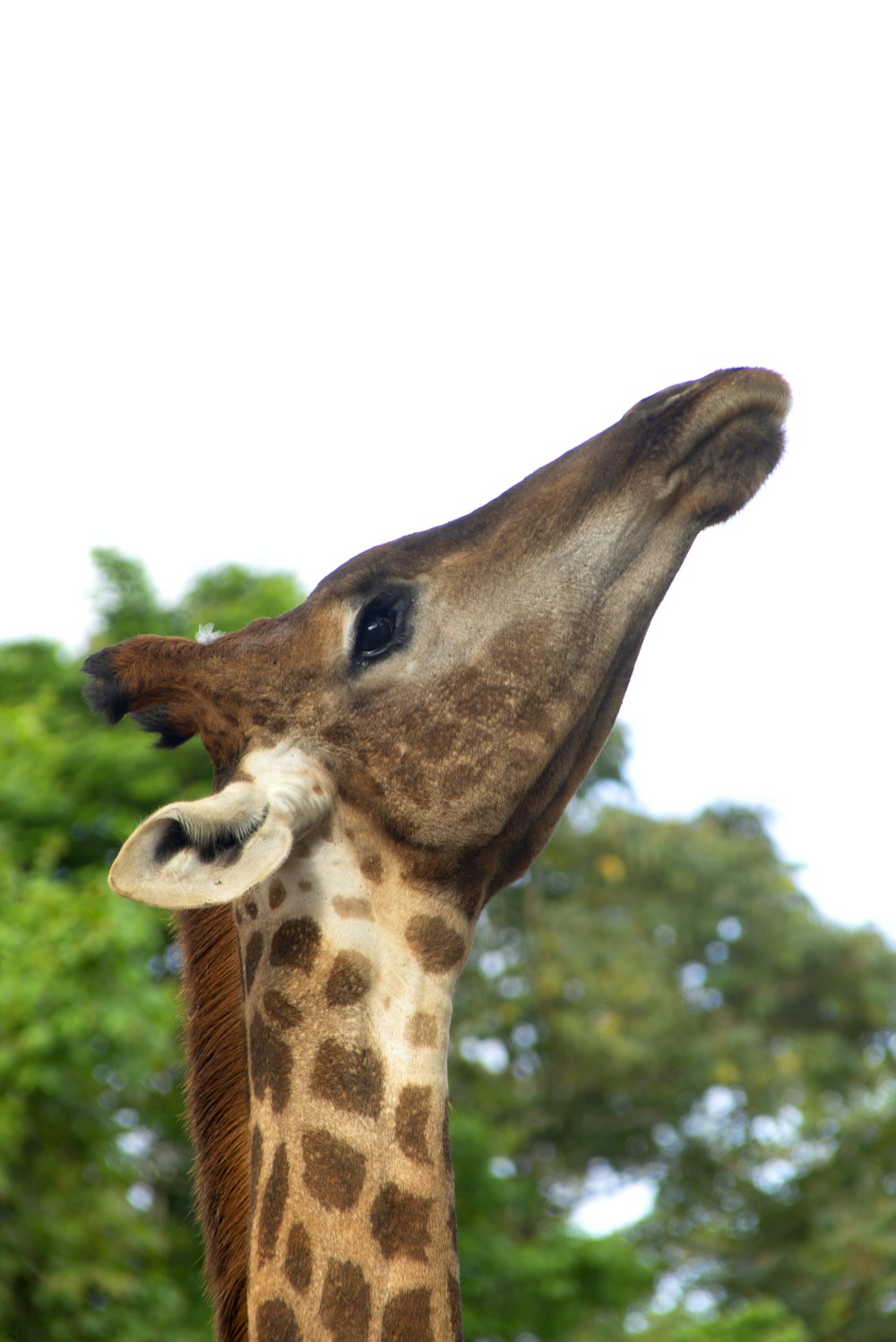 giraffe standing near green trees during daytime