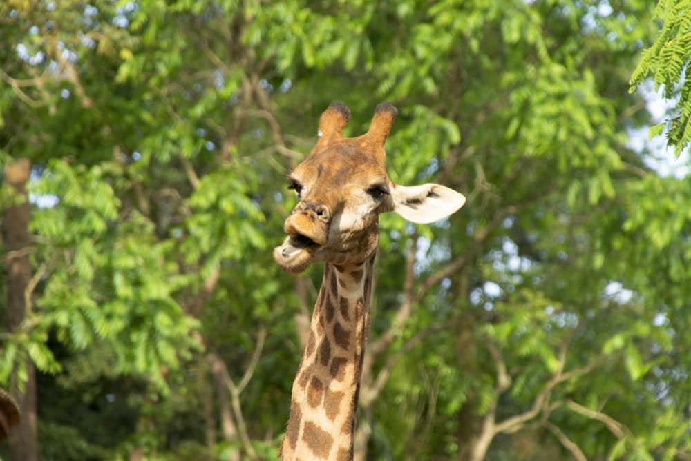 brown and black giraffe in close up photography