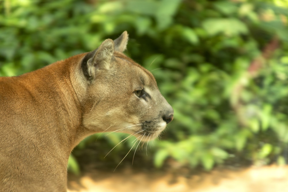 brown lioness in tilt shift lens