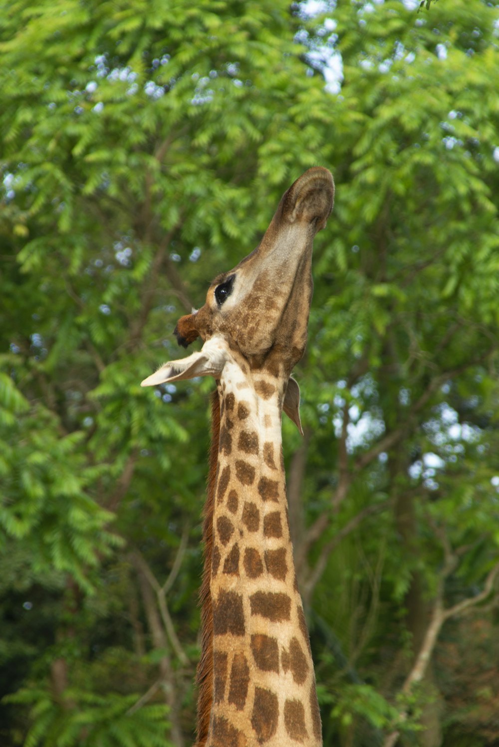 brown and black giraffe in forest during daytime