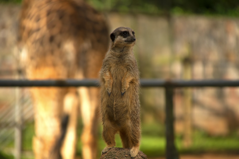 brown meerkat standing on black metal fence during daytime