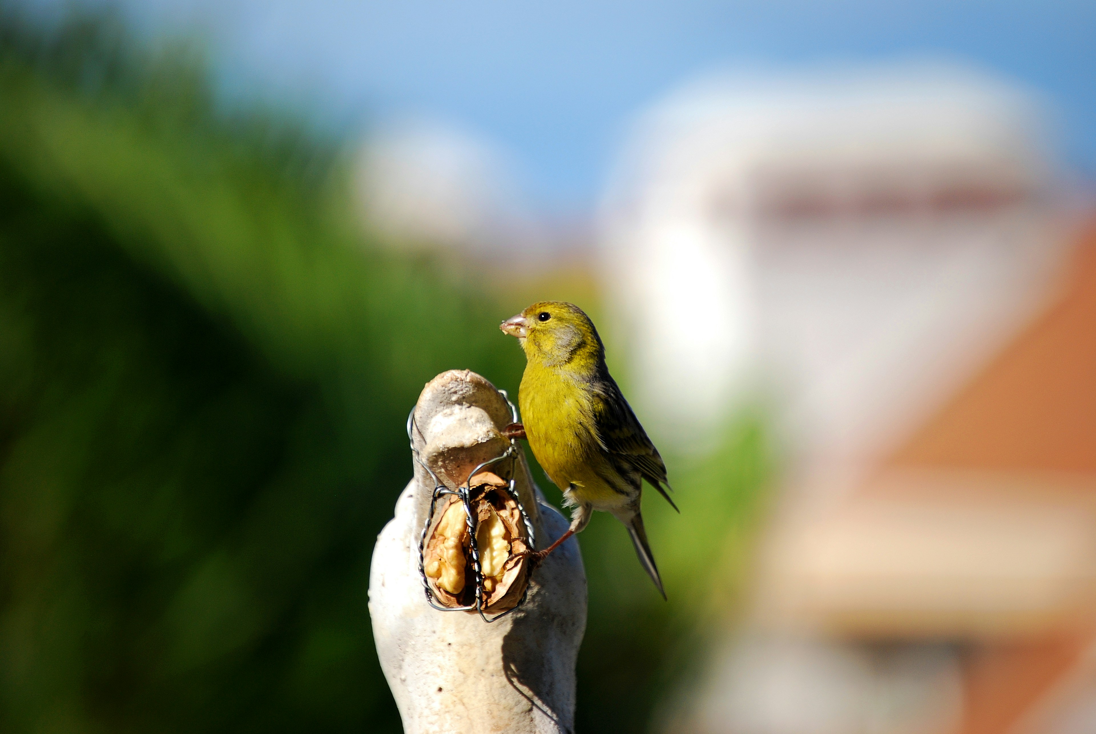 yellow and white bird on tree branch