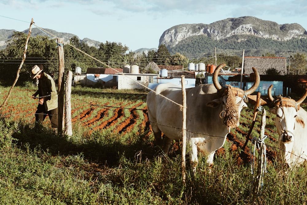 Vaca marrón en campo de hierba verde durante el día