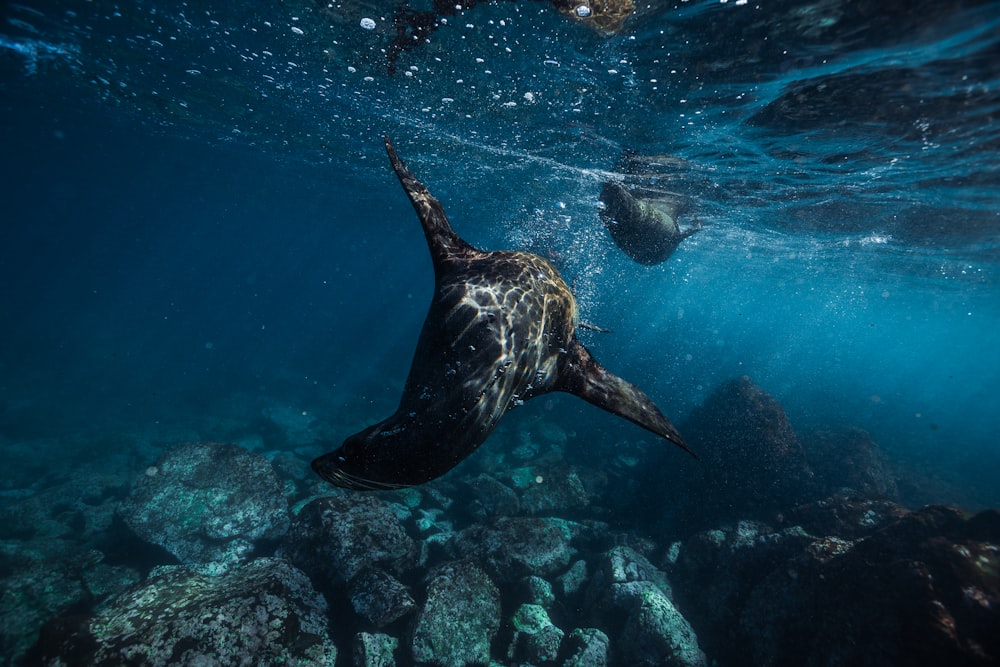 black seal in body of water