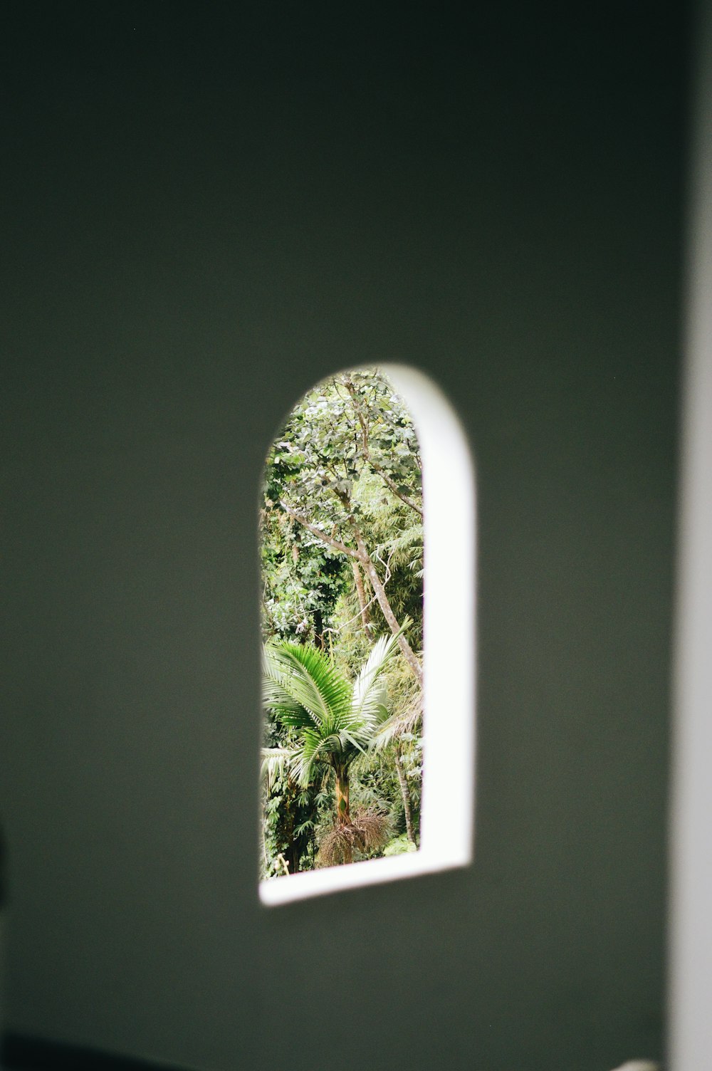 green trees on the window