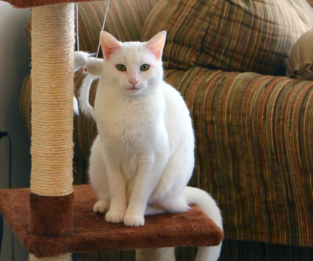 white cat on brown sofa