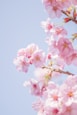 pink cherry blossom in close up photography