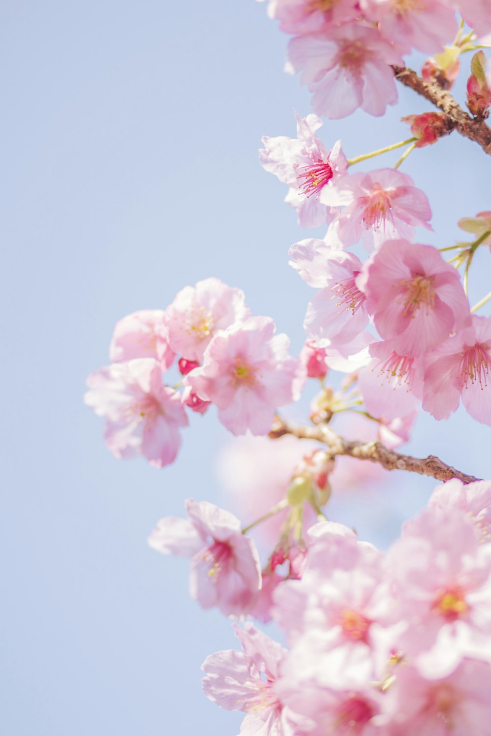 flor de cerejeira rosa em fotografia de perto