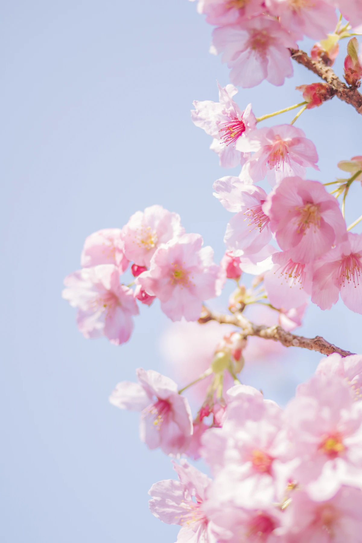 Delicate pink cherry blossom petals in close-up against a pale blue sky
