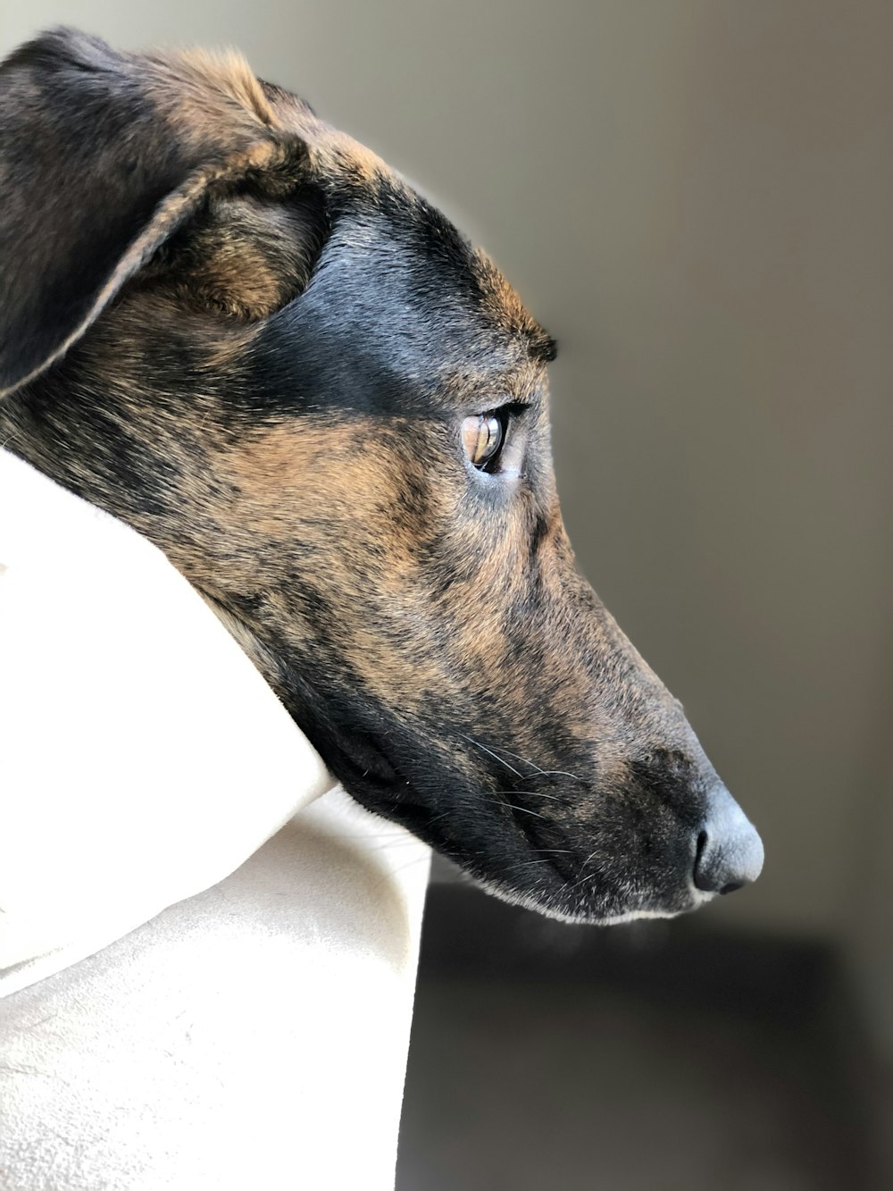 brown and black short coated dog