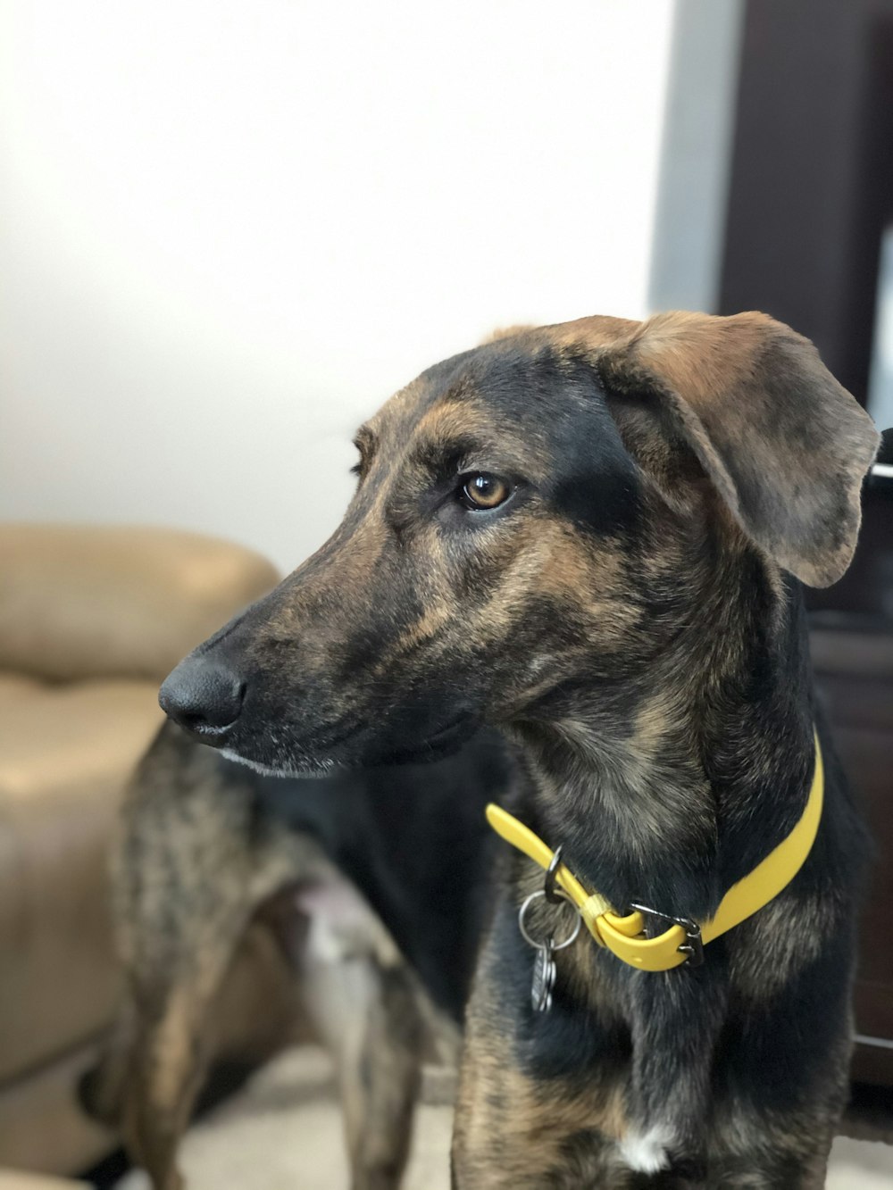 brown and black short coated dog