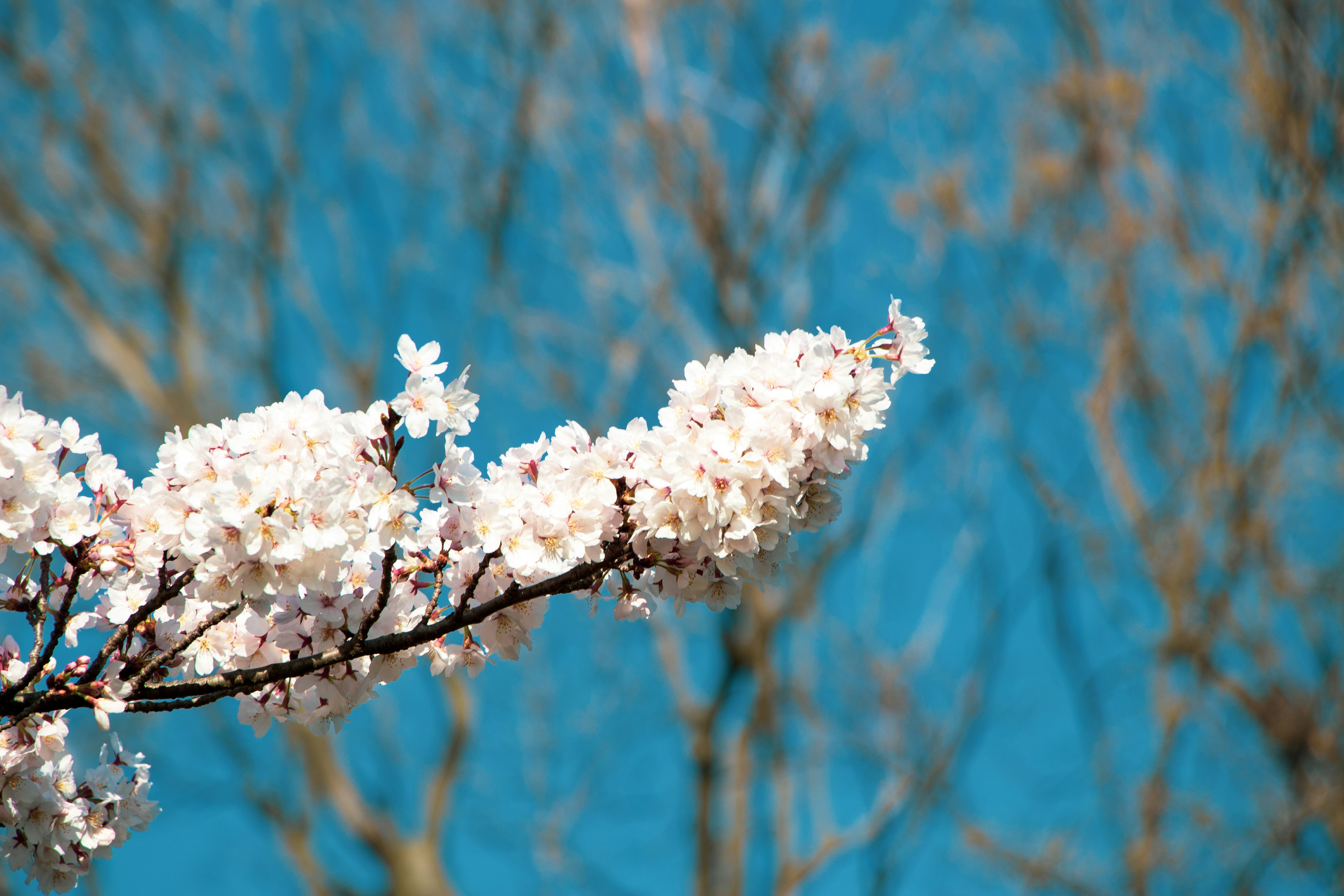 Photo by enkuu
