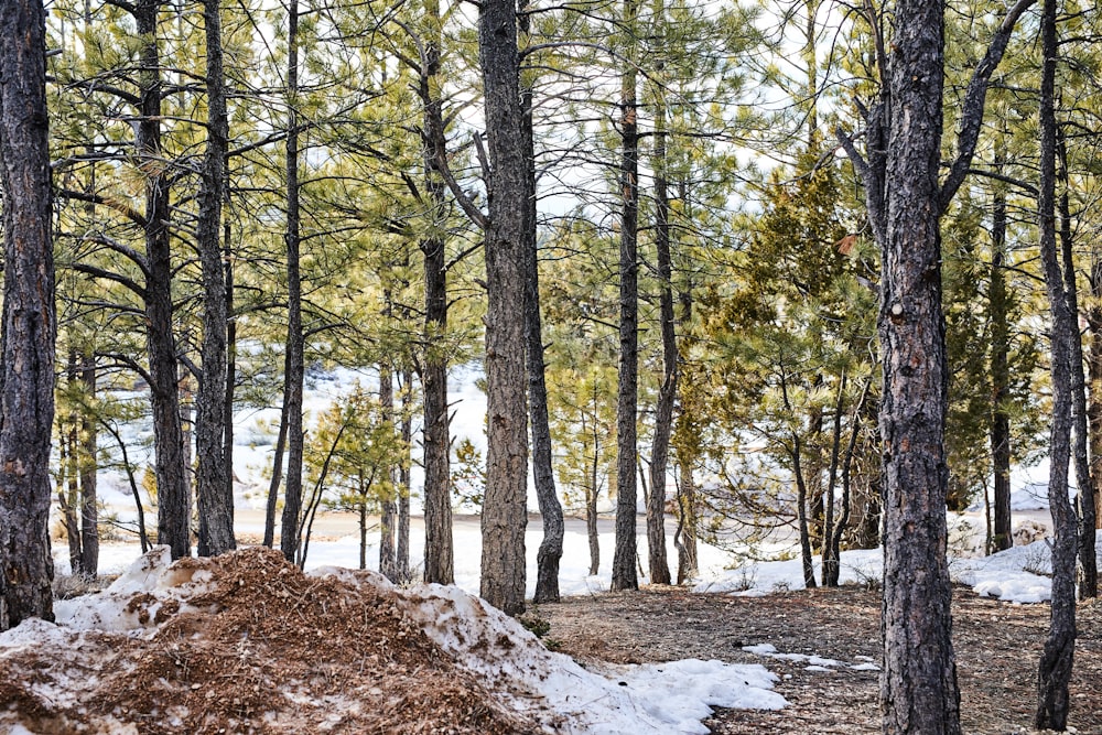 brown trees on white snow covered ground during daytime