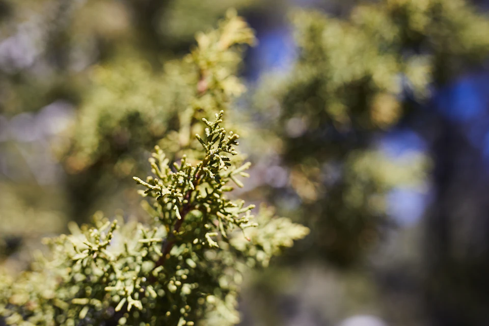 Close-up view of a tree branch with green leaves and brown twigs against blurred background