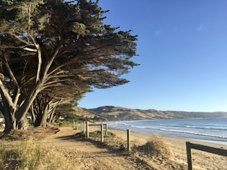 apollo bay, great ocean road - Must-See Stops on Melbourne’s Great Ocean Road