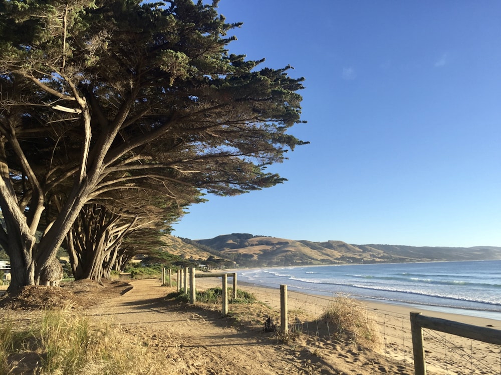 bare tree on brown sand near body of water during daytime