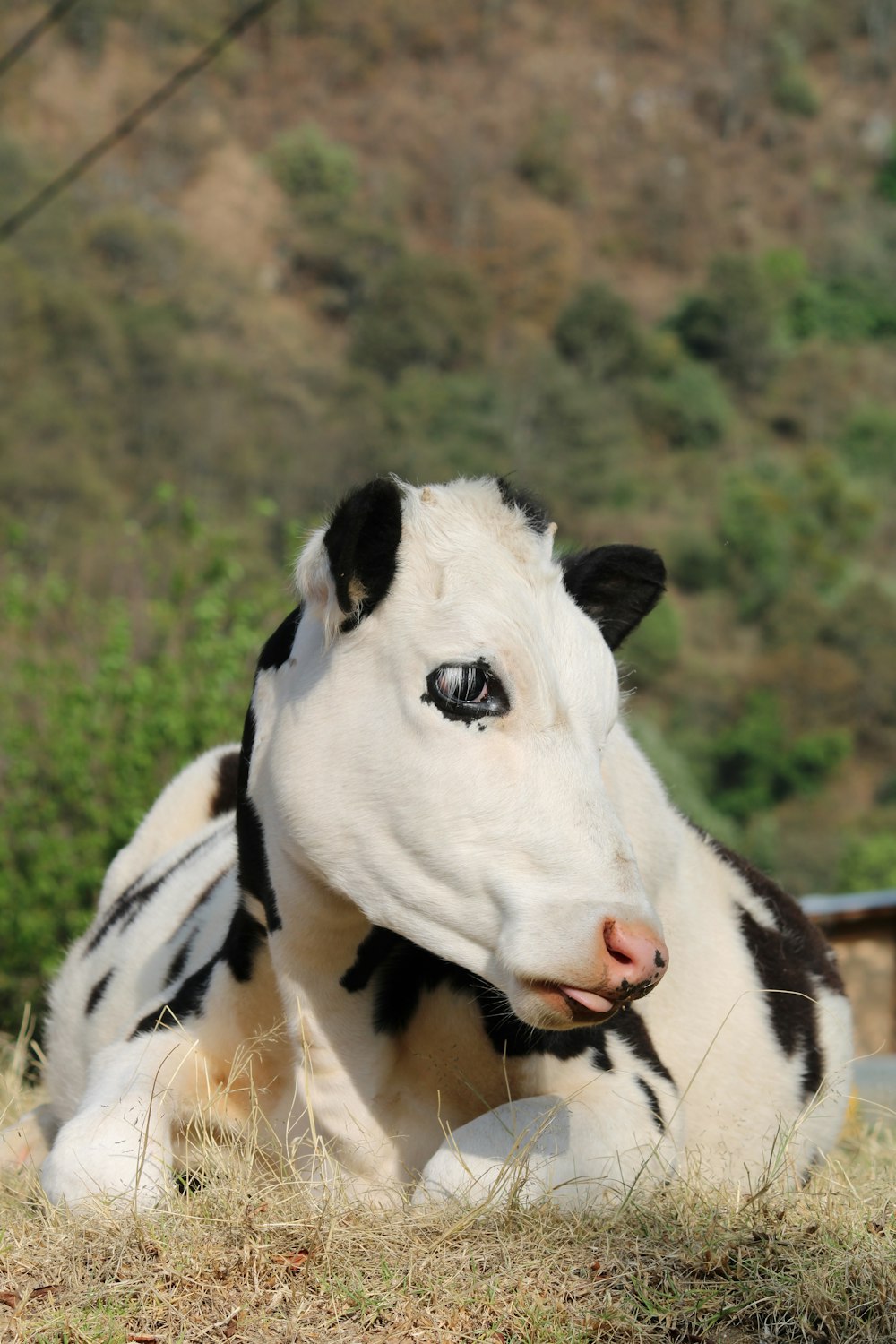 white and black cow on green grass field during daytime