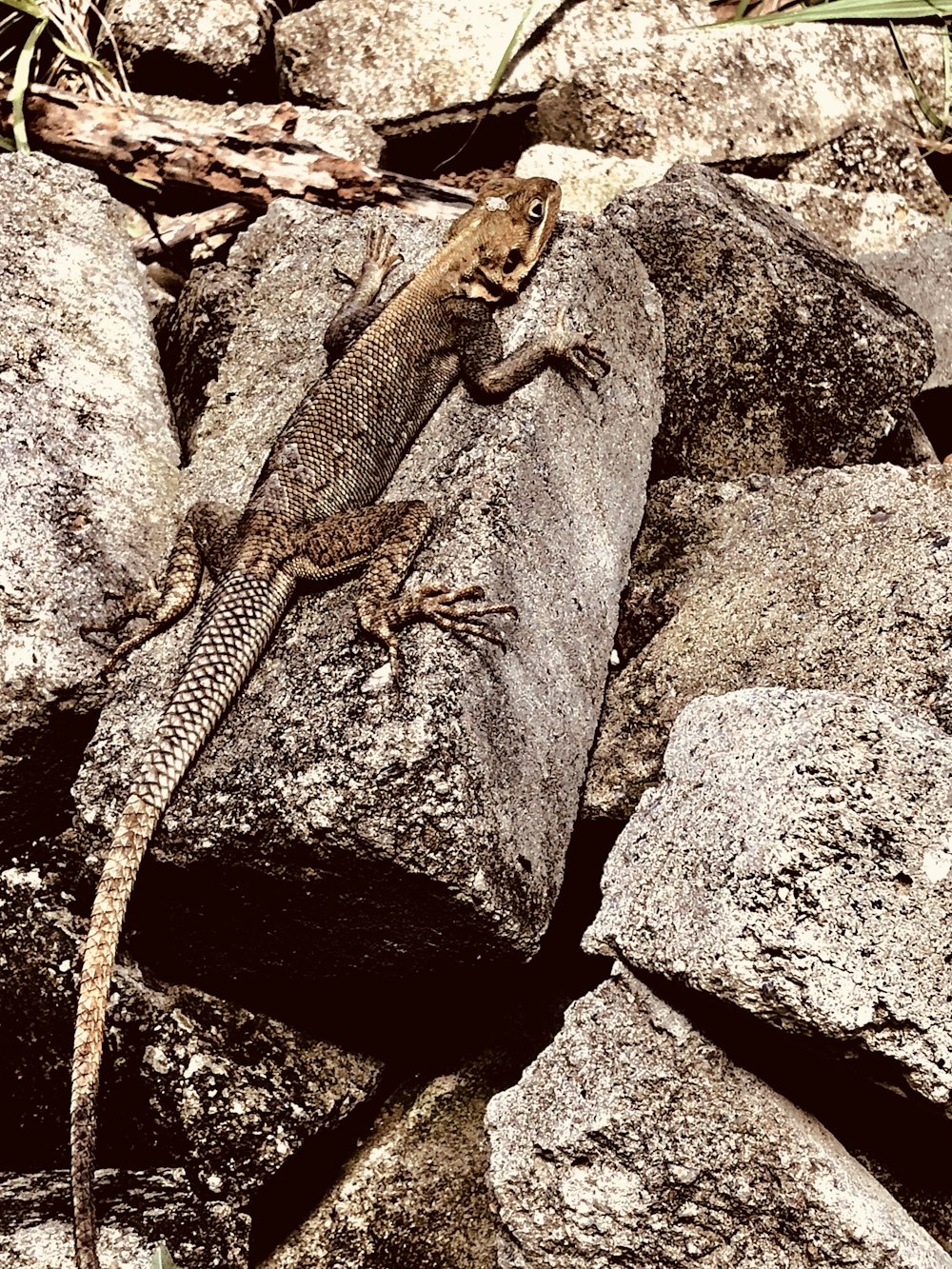 brown lizard on brown rock