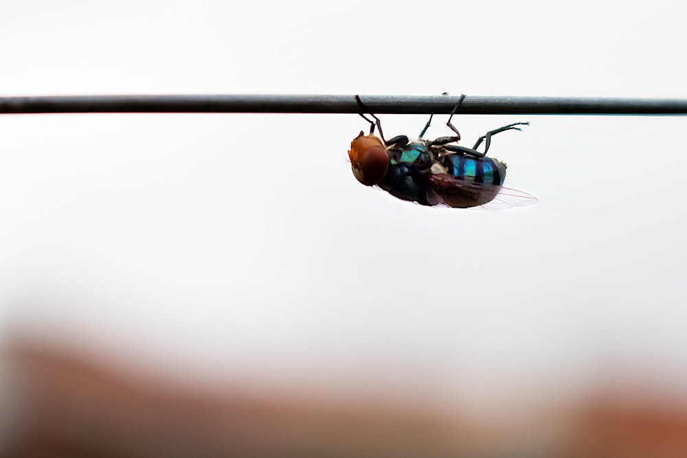 brown and green fly perched on black wire