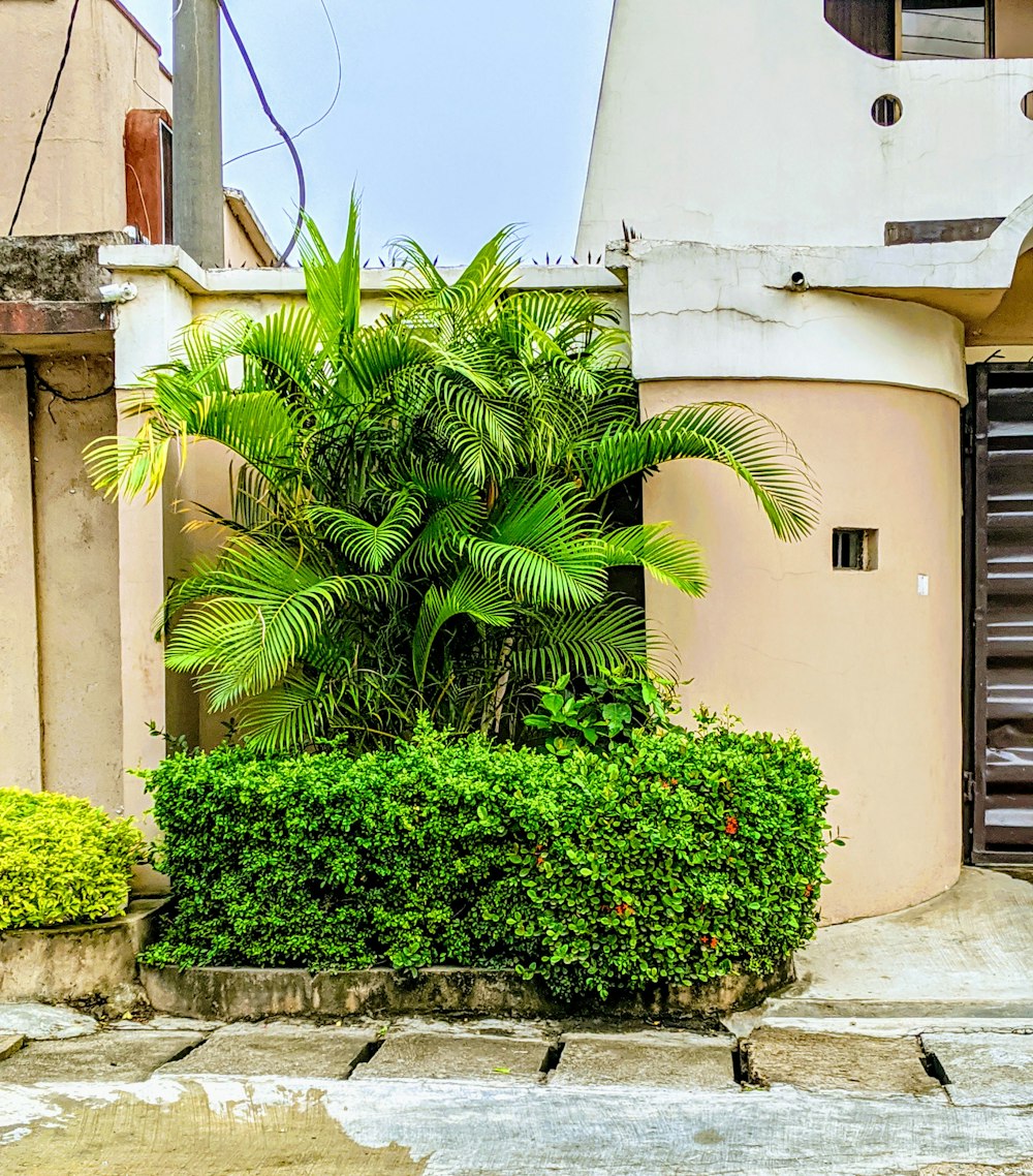 green palm tree near beige concrete building