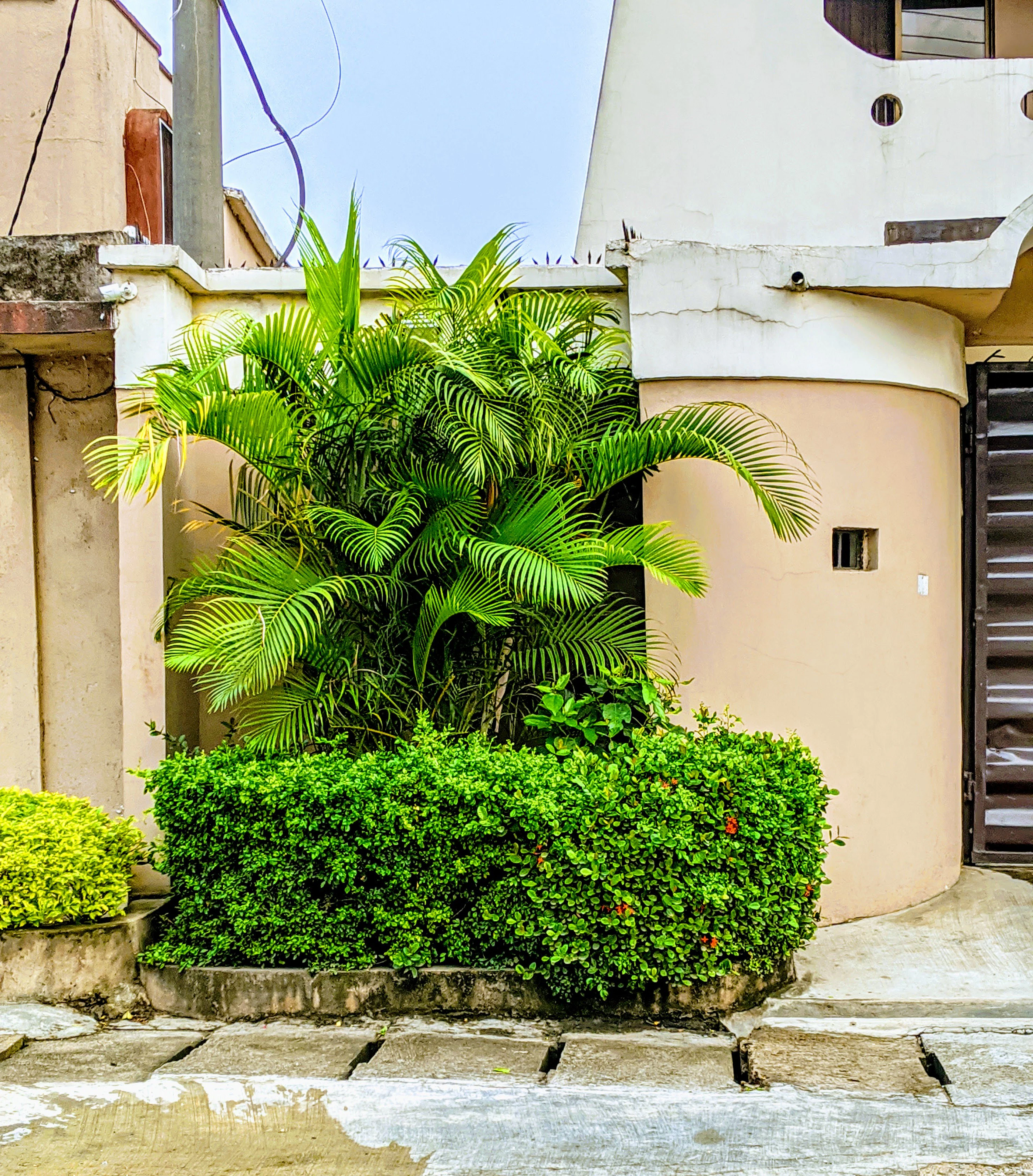 Gated entrance with a palm tree beside a beige building
