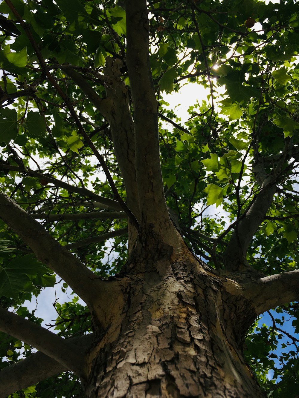 green tree under white sky during daytime