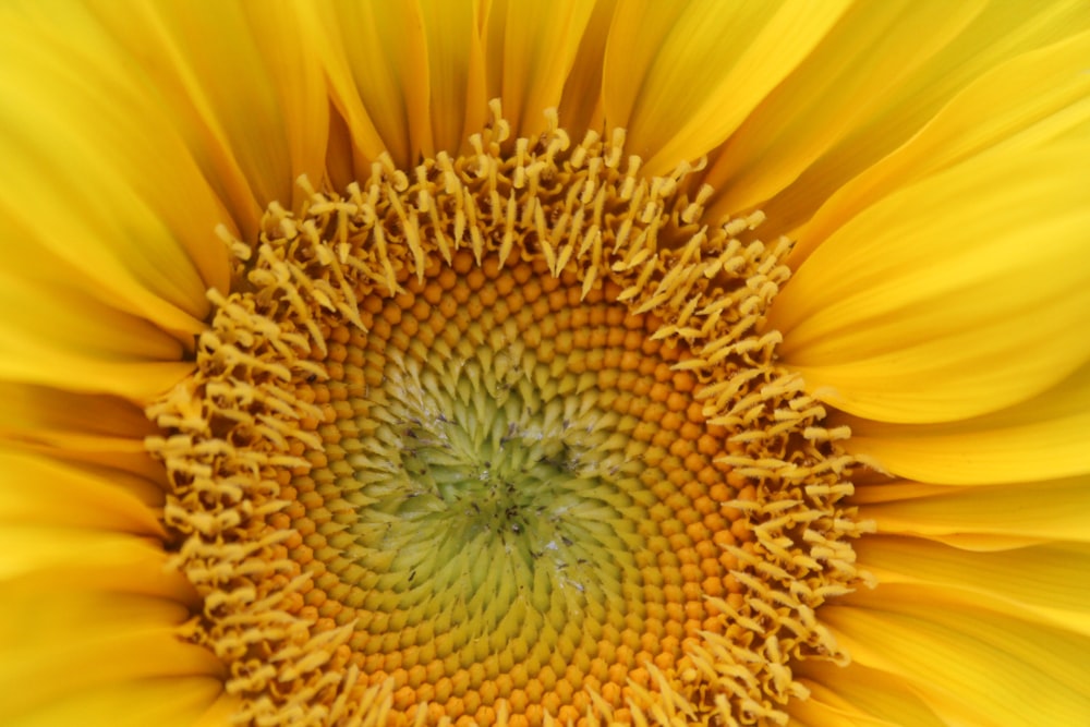 yellow sunflower in close up photography