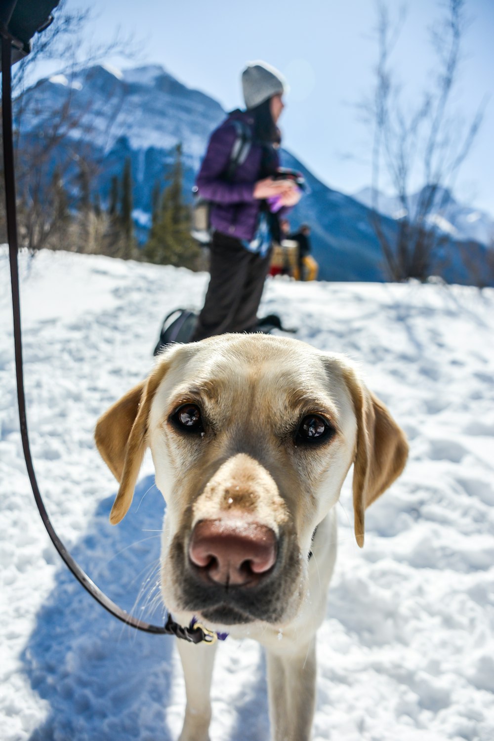 yellow labrador retriever on snow covered ground during daytime