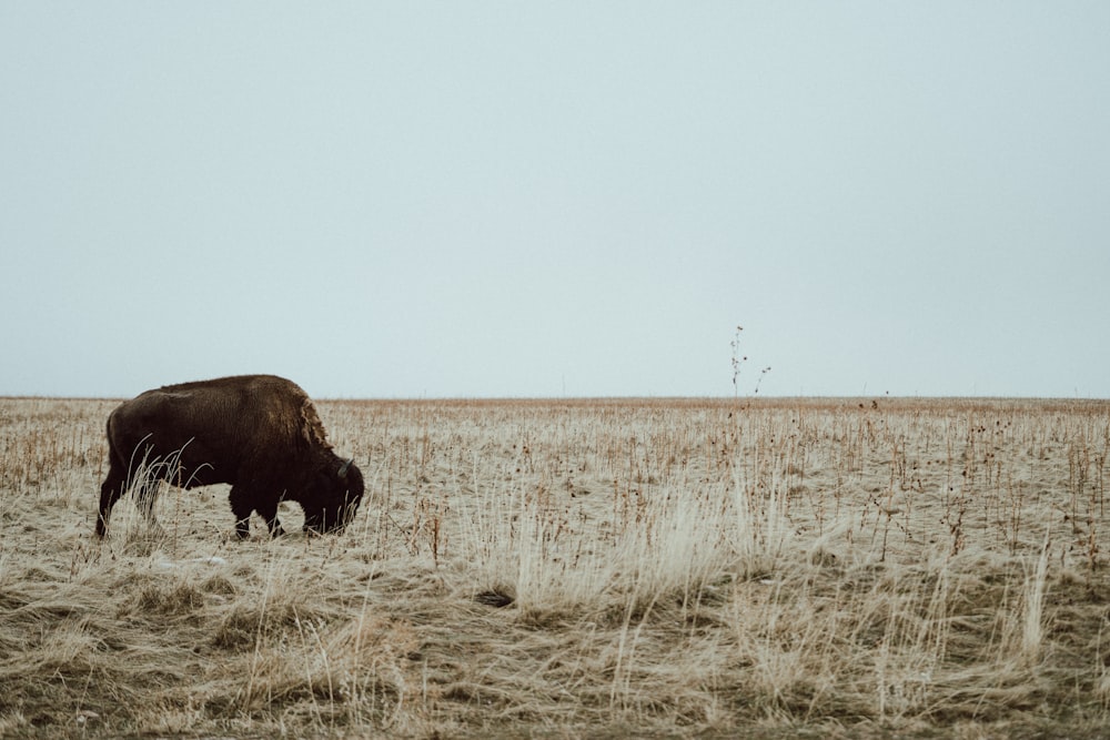 brown bison on brown grass field during daytime photo – Free Brown Image on  Unsplash