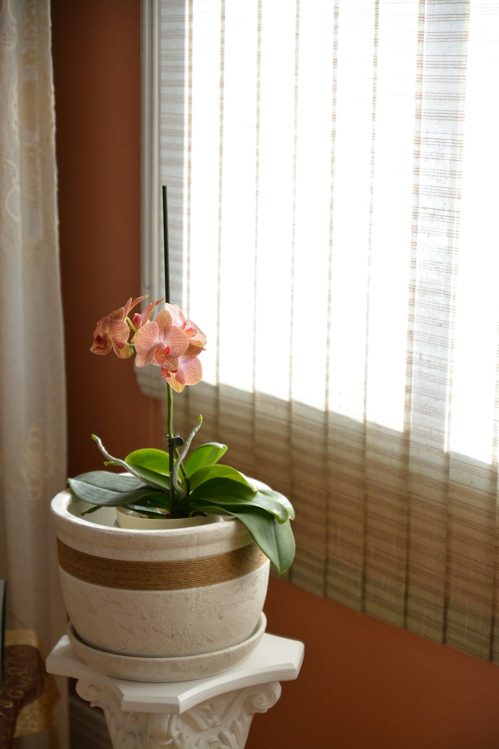 pink flower on white ceramic pot