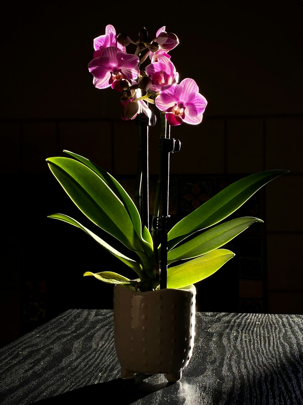 purple flower on white ceramic vase