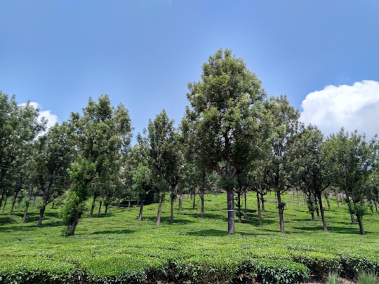 green trees on green grass field under blue sky during daytime in Valparai India