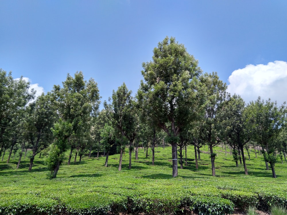 green trees on green grass field under blue sky during daytime