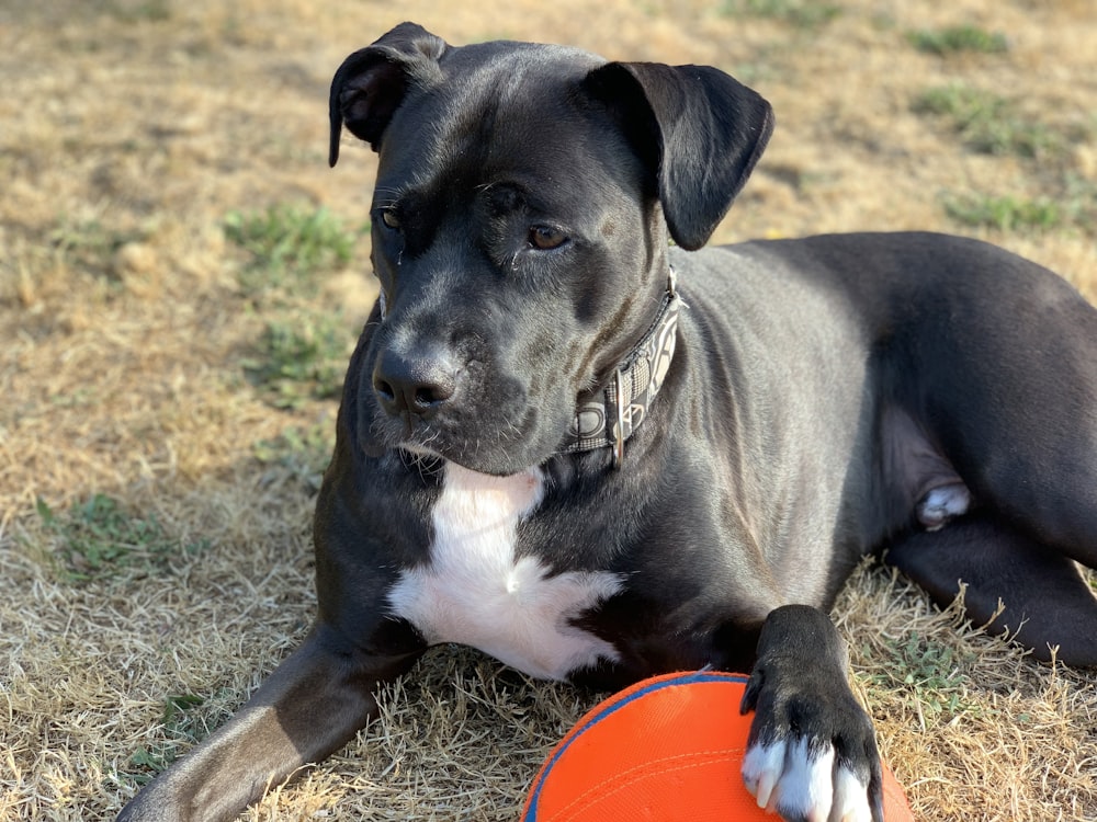 sendt Lydig stemme black and white american pitbull terrier mix puppy on green grass field  photo – Free Dog Image on Unsplash